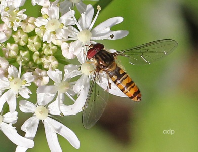 Episyrphus balteatus, male, hoverfly, Alan Prowse